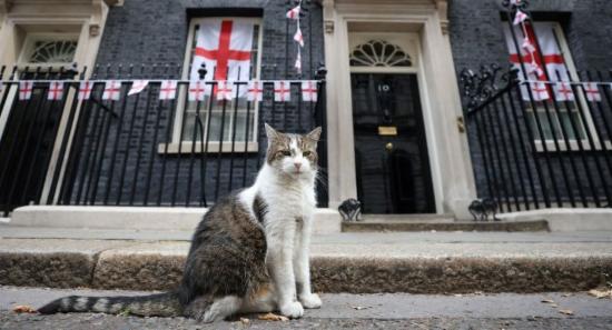 What Will Happen To Larry, The Downing Street Cat?